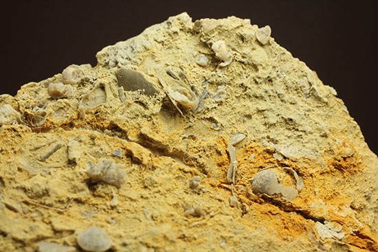 乳白色が魅力的な、フランス産アンモナイト(Ammonite)(その12)