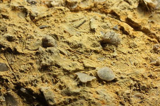乳白色が魅力的な、フランス産アンモナイト(Ammonite)(その3)