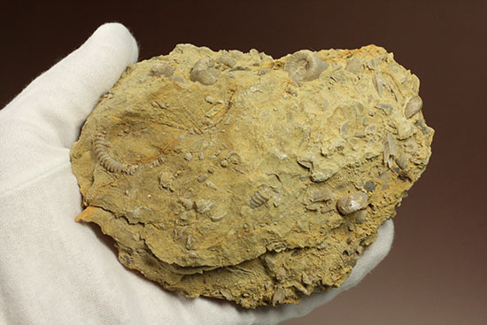 乳白色が魅力的な、フランス産アンモナイト(Ammonite)(その4)