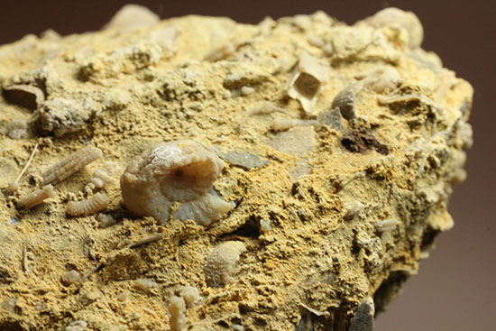 乳白色が魅力的な、フランス産アンモナイト(Ammonite)(その5)