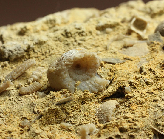 乳白色が魅力的な、フランス産アンモナイト(Ammonite)（その6）
