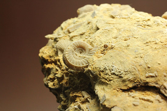 乳白色が魅力的な、フランス産アンモナイト(Ammonite)（その7）