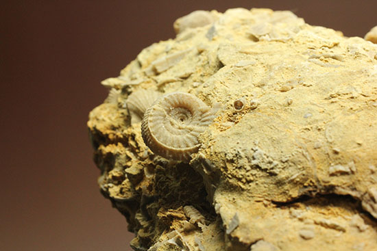 乳白色が魅力的な、フランス産アンモナイト(Ammonite)(その7)