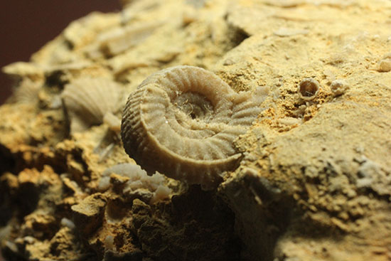 乳白色が魅力的な、フランス産アンモナイト(Ammonite)(その8)