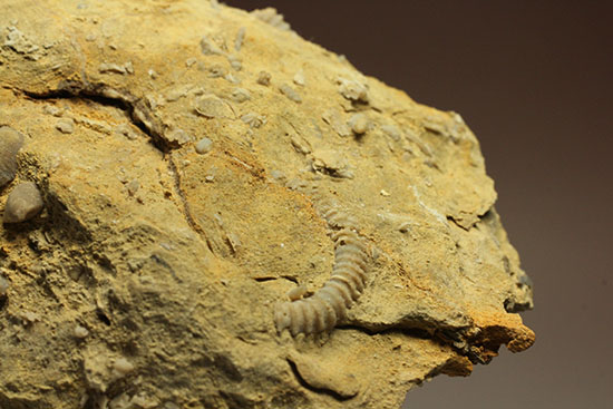 乳白色が魅力的な、フランス産アンモナイト(Ammonite)(その9)