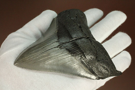200g!目の覚めるクオリティ、史上最大の絶滅ザメ、メガロドンの歯化石(その1)