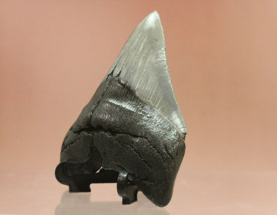 200g!目の覚めるクオリティ、史上最大の絶滅ザメ、メガロドンの歯化石(その11)