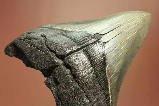 200g！目の覚めるクオリティ、史上最大の絶滅ザメ、メガロドンの歯化石（その16）
