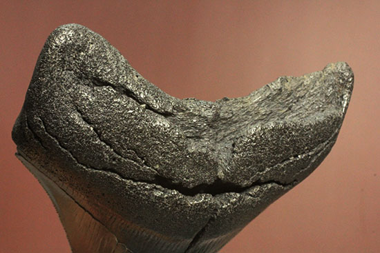 200g！目の覚めるクオリティ、史上最大の絶滅ザメ、メガロドンの歯化石（その19）