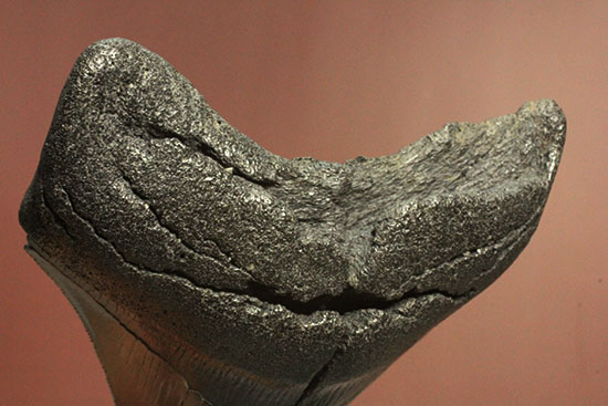 200g!目の覚めるクオリティ、史上最大の絶滅ザメ、メガロドンの歯化石(その19)