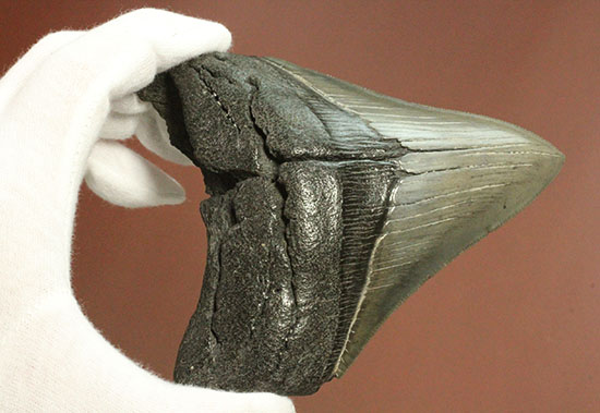 200g！目の覚めるクオリティ、史上最大の絶滅ザメ、メガロドンの歯化石（その2）
