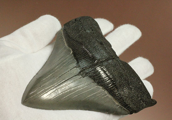 200g!目の覚めるクオリティ、史上最大の絶滅ザメ、メガロドンの歯化石(その3)