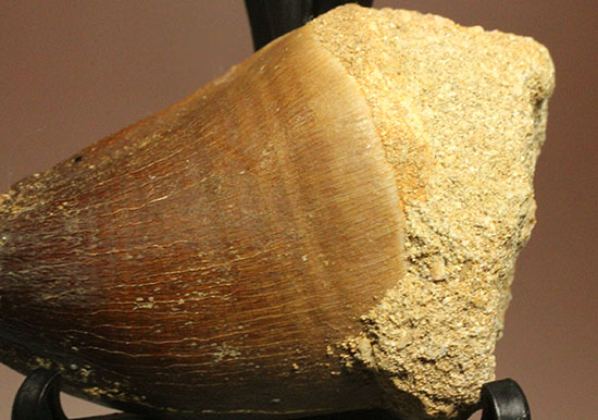 白亜紀の海に生きた、凶暴な海棲は虫類モササウルスの歯化石(Mosasaurus)(その2)