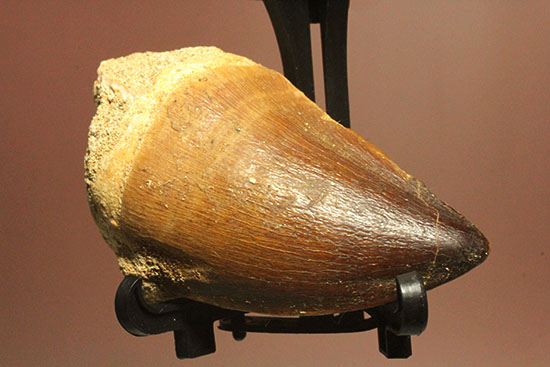 白亜紀の海に生きた、凶暴な海棲は虫類モササウルスの歯化石(Mosasaurus)(その4)