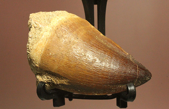 白亜紀の海に生きた、凶暴な海棲は虫類モササウルスの歯化石(Mosasaurus)(その9)