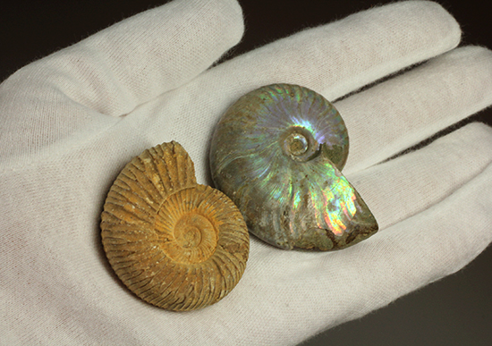 マダガスカル産アンモナイト（Ammonite）