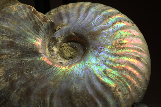 マダガスカル産アンモナイト（Ａｍｍｏｎｉｔｅ）