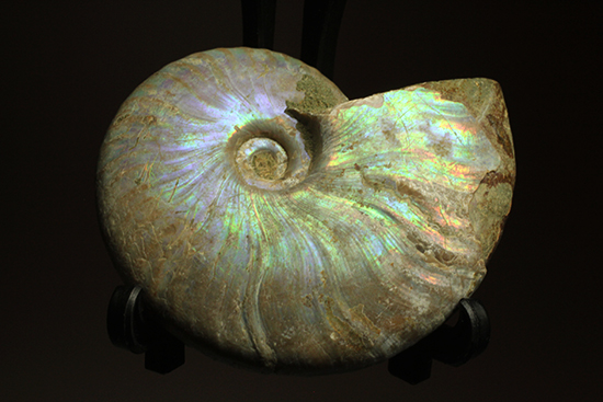 マダガスカル産アンモナイト（Ammonite）