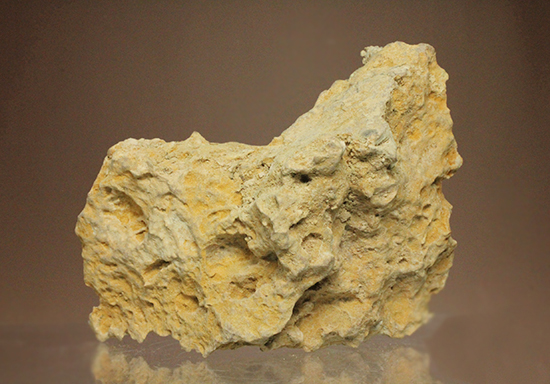 一つだからこそ、際立つ!乳白色が魅力的な、フランス産アンモナイト(Ammonite)(その10)