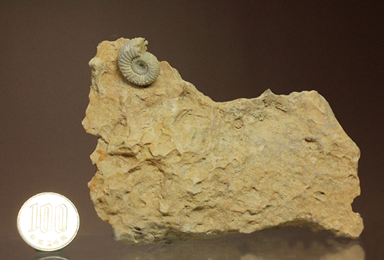 一つだからこそ、際立つ!乳白色が魅力的な、フランス産アンモナイト(Ammonite)(その11)