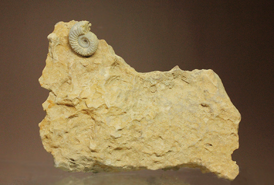 一つだからこそ、際立つ!乳白色が魅力的な、フランス産アンモナイト(Ammonite)(その2)