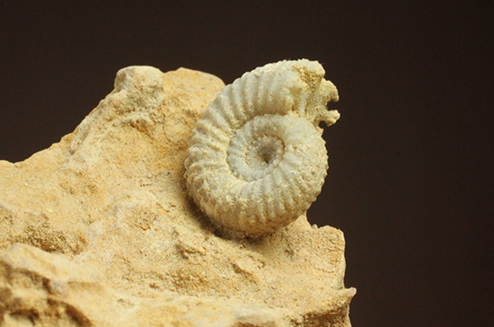 一つだからこそ、際立つ!乳白色が魅力的な、フランス産アンモナイト(Ammonite)(その3)
