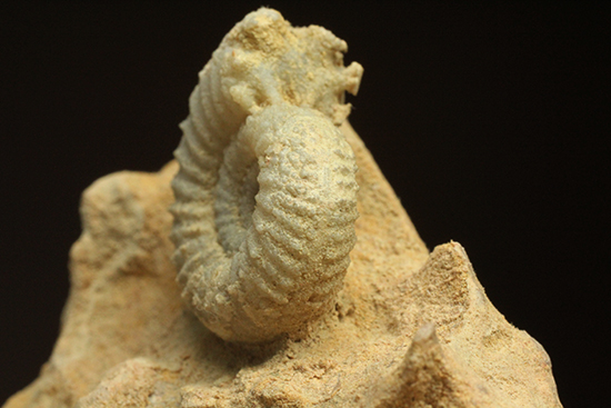 一つだからこそ、際立つ!乳白色が魅力的な、フランス産アンモナイト(Ammonite)(その5)