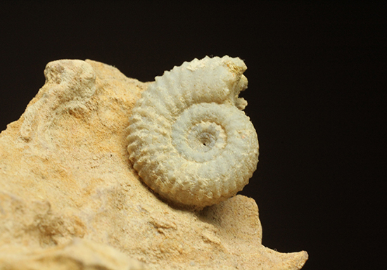 一つだからこそ、際立つ!乳白色が魅力的な、フランス産アンモナイト(Ammonite)(その6)