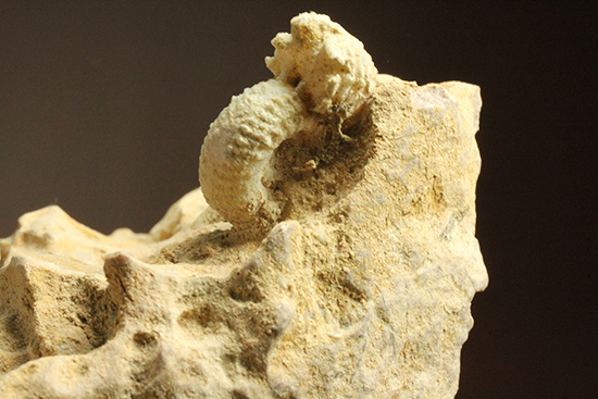 一つだからこそ、際立つ!乳白色が魅力的な、フランス産アンモナイト(Ammonite)(その8)