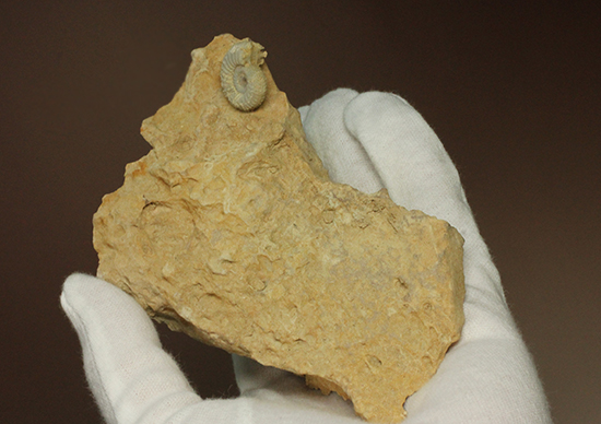 一つだからこそ、際立つ!乳白色が魅力的な、フランス産アンモナイト(Ammonite)(その9)