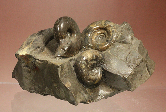 同じ屋根(母岩)の下、仲良く?鎮座する3兄弟のような北海道産アンモナイト(Ammonite)(その1)