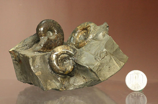 同じ屋根(母岩)の下、仲良く?鎮座する3兄弟のような北海道産アンモナイト(Ammonite)(その10)