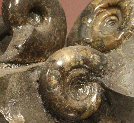 同じ屋根(母岩)の下、仲良く?鎮座する3兄弟のような北海道産アンモナイト(Ammonite)(その2)