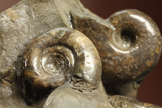 同じ屋根(母岩)の下、仲良く?鎮座する3兄弟のような北海道産アンモナイト(Ammonite)(その4)