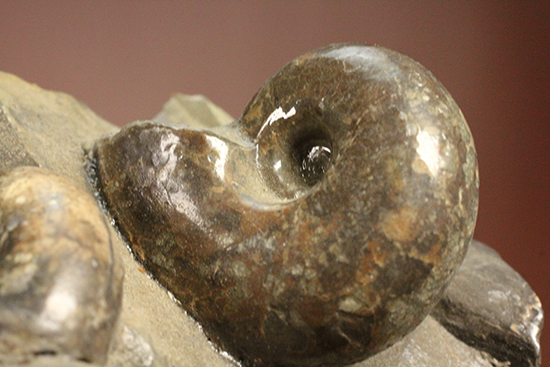 同じ屋根(母岩)の下、仲良く?鎮座する3兄弟のような北海道産アンモナイト(Ammonite)(その5)