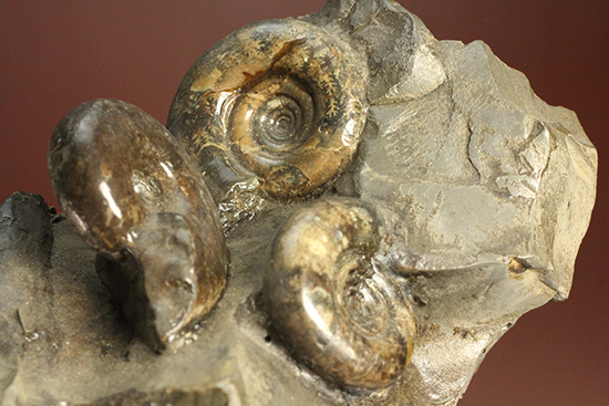 同じ屋根(母岩)の下、仲良く?鎮座する3兄弟のような北海道産アンモナイト(Ammonite)(その7)