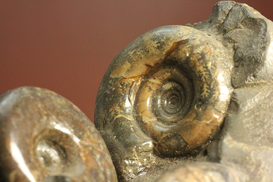 同じ屋根(母岩)の下、仲良く?鎮座する3兄弟のような北海道産アンモナイト(Ammonite)(その8)