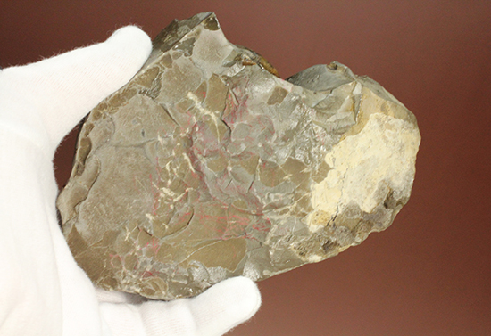 同じ屋根(母岩)の下、仲良く?鎮座する3兄弟のような北海道産アンモナイト(Ammonite)(その9)