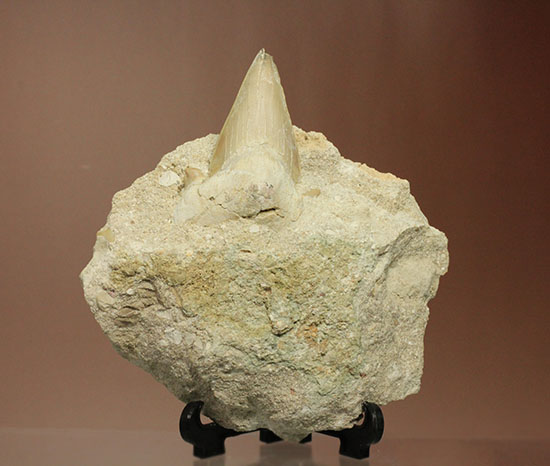 最強の系譜、化物ザメ、オトドゥスの歯化石（母岩付）（その1）