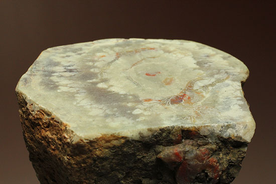 鑑賞用に最適！赤色が美しい、恐竜のウンチ化石コプロライト(Coprolite)（その1）