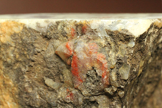 鑑賞用に最適！赤色が美しい、恐竜のウンチ化石コプロライト(Coprolite)（その4）