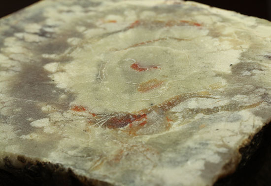 鑑賞用に最適！赤色が美しい、恐竜のウンチ化石コプロライト(Coprolite)（その5）