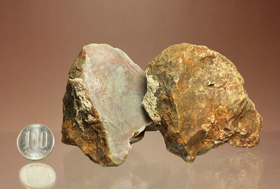 断面が丸わかりの2個セット！恐竜のウンチ化石コプロライト(Coprolite)（その13）