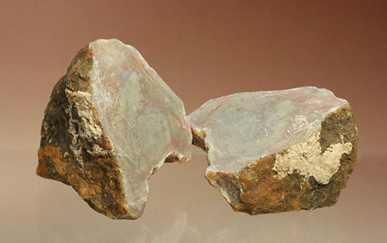 断面が丸わかりの2個セット！恐竜のウンチ化石コプロライト(Coprolite)（その2）