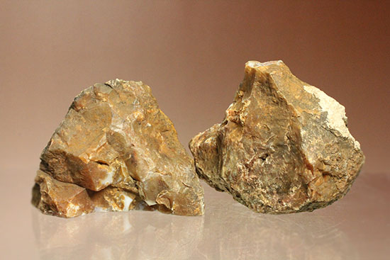 断面が丸わかりの2個セット！恐竜のウンチ化石コプロライト(Coprolite)（その4）