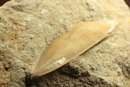 クリーニングしても面白い!最強の系譜、化物ザメ、オトドゥスの歯化石(母岩付)(その10)