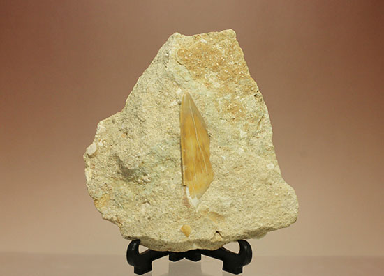 古代ザメの歯化石オトドゥス