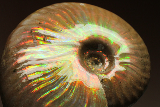 クレオニセラスアンモナイト(Ammonite)