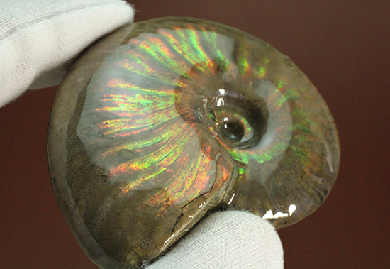 マダガスカル産アンモナイト（Ammonite）