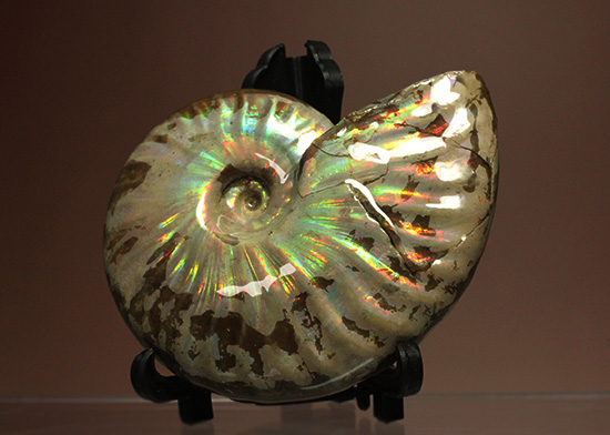ホワイトイリデッセンスアンモナイト(Ammonite)